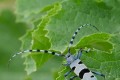 Rosalia Alpina